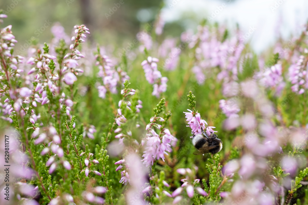 Bumblebee feeds on the nectar of a lilac-pink heather. Insect pollinates the flowering common Calluna vulgaris, in the forest. Bumblebee feeds on the nectar of a lilac-pink heather. Insect pollinates the flowering common Calluna vulgaris, in the forest.