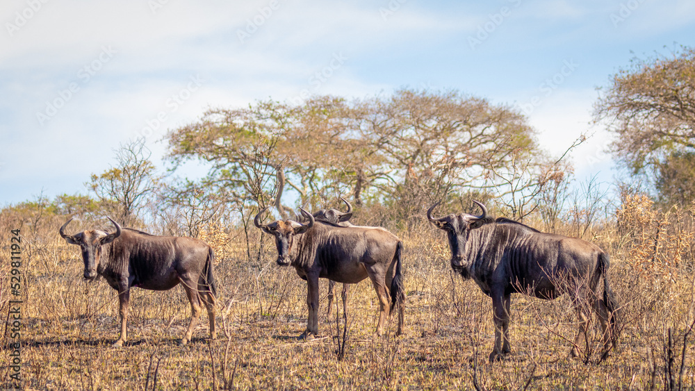 Naklejka premium A herd of blue wildebeest (Connochaetes taurinus) grazing, Tomjachu Bush Retreat, Mpumalanga, South Africa.