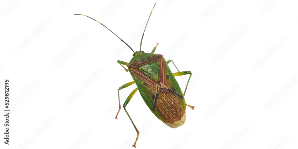 Pinterest
Green bug | Green bug | Stink bug, stink beetle, white background