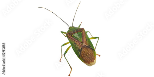 Pinterest
Green bug | Green bug | Stink bug, stink beetle, white background