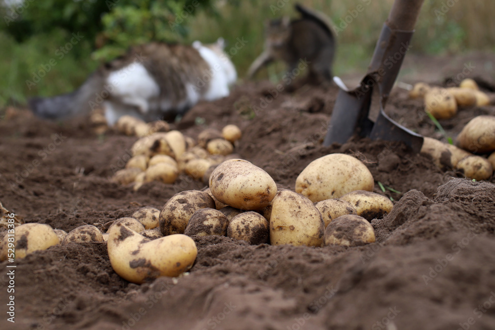 autumn harvesting of the potato harvest in the garden autumn harvesting of the potato harvest in the garden