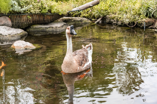 The goose with a Goose with white and brownish fur floating on the surface of the water at a pond surrounded by green grass koi and rocks.
