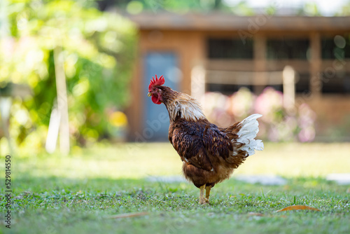 A brown Rhode Island Red half Australian chicken stands in a field of grass in the shadow of a tree. It takes an action long neck ready to crowing. photo