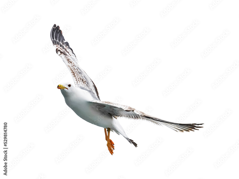 Fototapeta premium seagull in flight