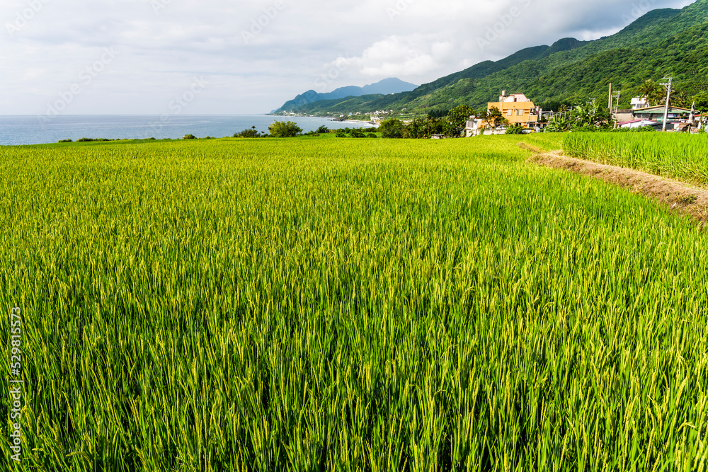View of the large paddy fields in Xinshe Rice Terraces, Hualien, Taiwan.