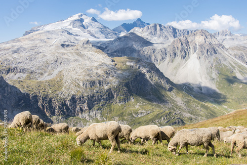 troupeau de moutons sur les montagnes alpines en face du glacier de la Grande Motte dans le Parc de la Vanoise en Haute Tarentaise en Savoie en été