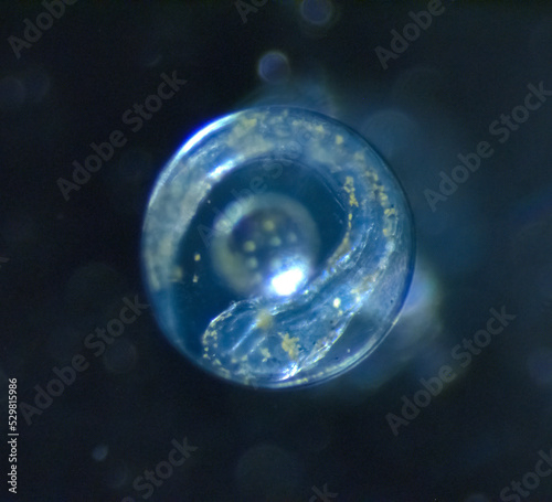 72 h egg of sea bass dicentrarchus labrax 2