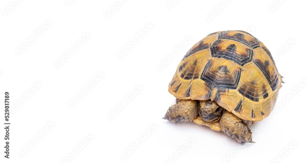 Turtle isolated on white background. Copy space. Turtle isolated on white background. Copy space.