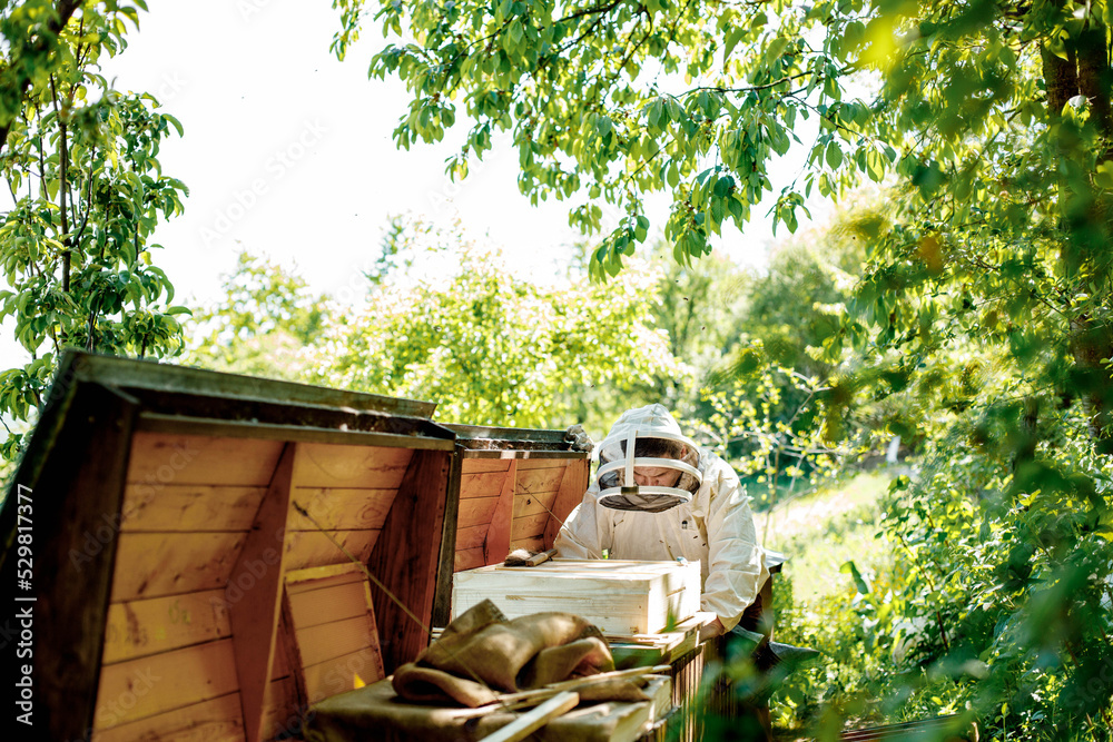 Beekeeper on apiary. Beekeeper is working with bees and beehives on the apiary.