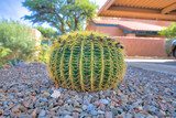 Round barrel cactus on a gravel outside the residences in Tucson, Arizona
