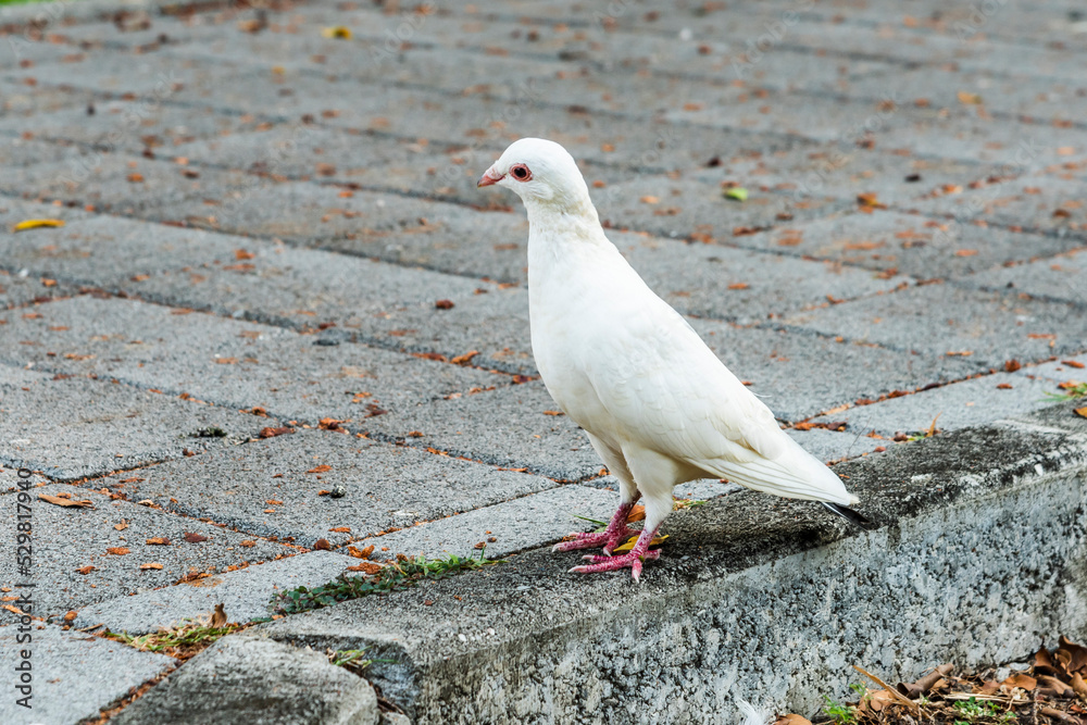 Obraz premium Close-up of wild pigeons on the ground in Taichung Park, Taiwan.