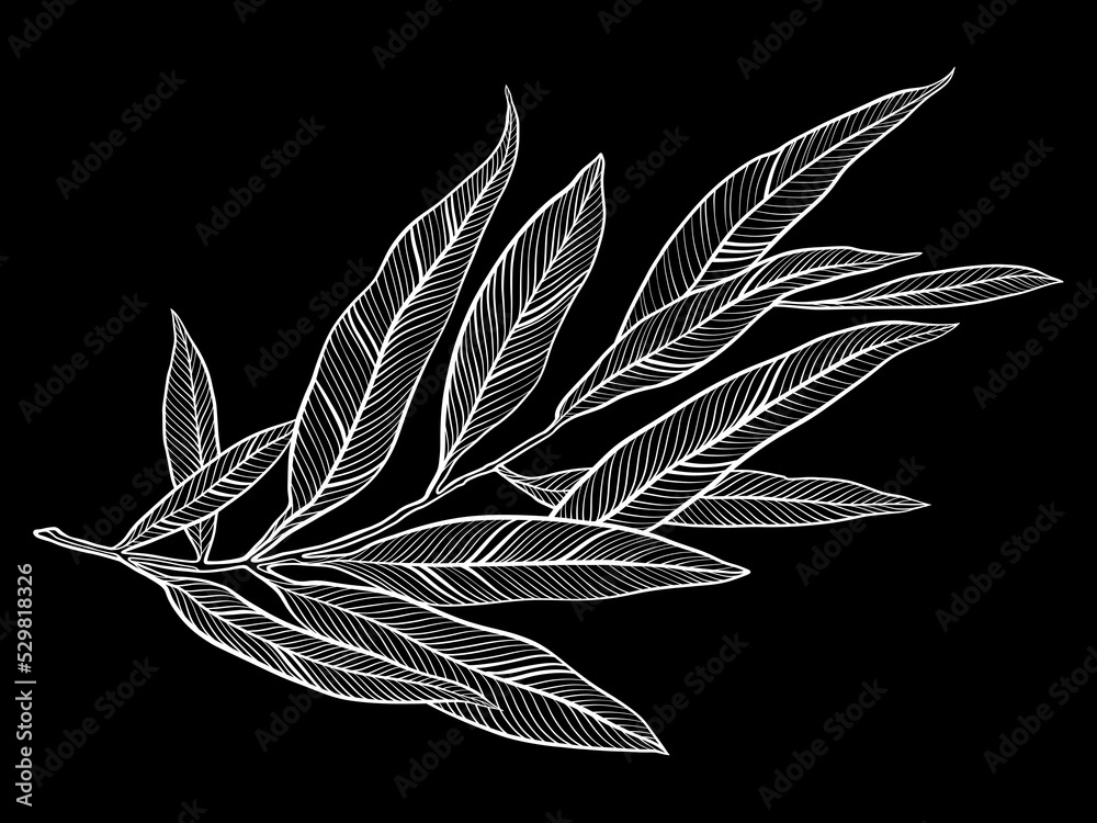 Black and white hand drawn line art leaves in vintage engraving style ...