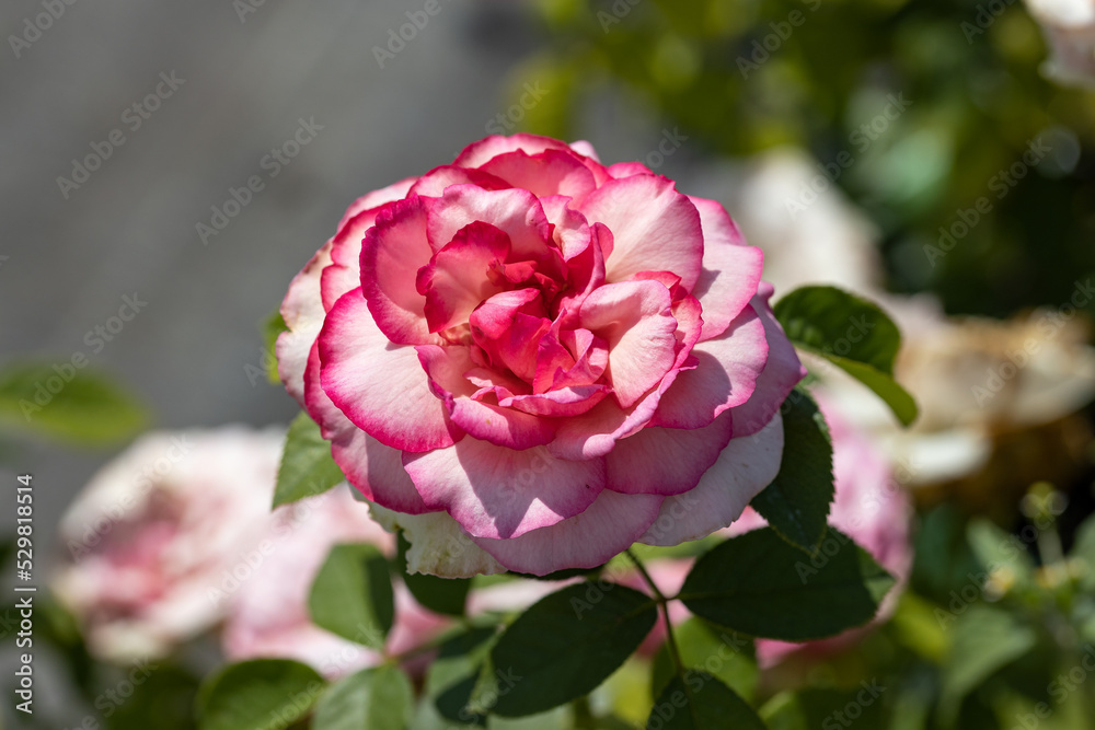 Walzertraum romantic rose. The Walzertraum is a healthy and very vigorous Romantic Rose that displays a big, deep pink bloom suitable for cutting. Walzertraum romantic rose. The Walzertraum is a healthy and very vigorous Romantic Rose that displays a big, deep pink bloom suitable for cutting.