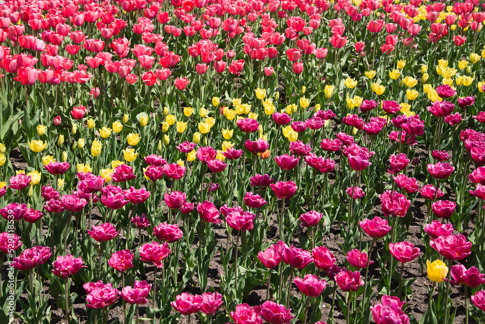 Yellow and red tulips bloom under sunshine in the garden. Yellow and red tulips bloom under sunshine in the garden.