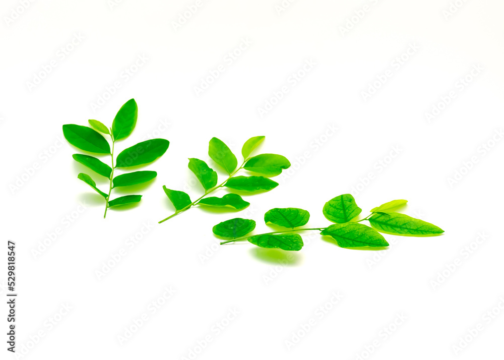 Three fresh cut stems of Katuk (Sauropus androgynus) plant with dark green, oval-shaped leaves isolated on white background. Known as star gooseberry, or sweet leaf, shrub grown as leaf vegetable