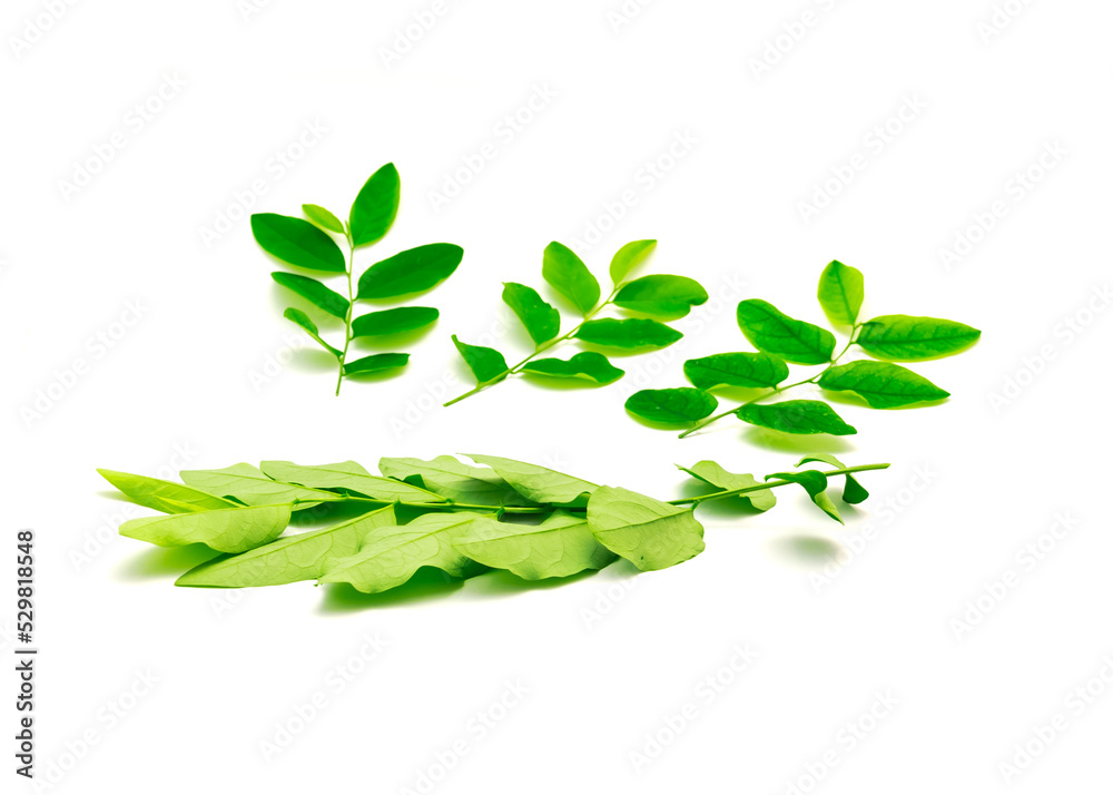 Front and back view stems of Katuk (Sauropus androgynus) plant with dark green, oval-shaped leaves isolated on white background