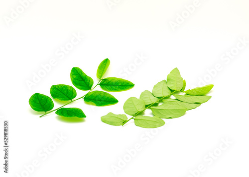 Front and back view stems of Katuk (Sauropus androgynus) plant with dark green, oval-shaped leaves isolated on white background