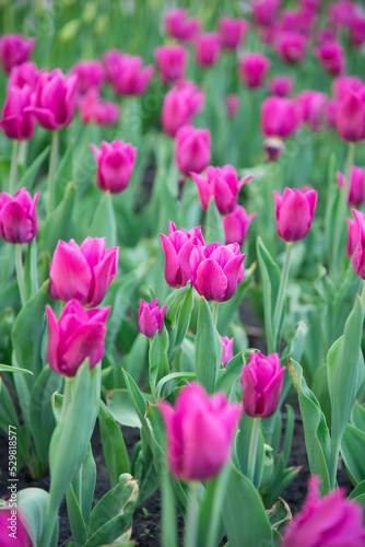 Pink tulips bloom under sunshine in the garden.