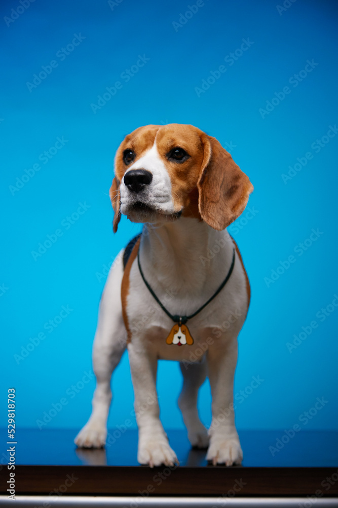 Cute beagle dog isolated on a blue background. Studio portrait. Funny dog face. Hound dog. World Pet Day.