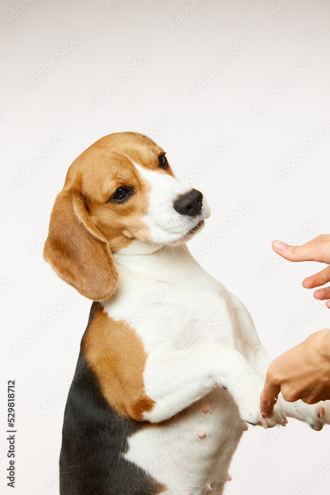 A woman's hand stroking a beagle dog. Love between the owner and the dog. Isolated on white background. Studio portrait. Love for pets and the concept of friendship. World Pet Day.