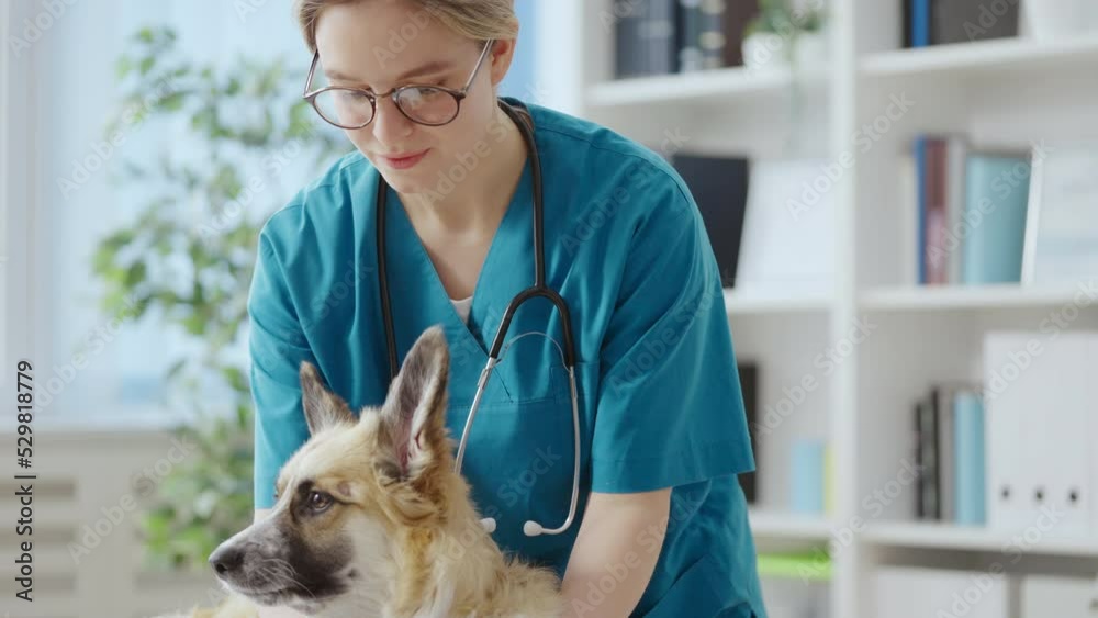 Professional female vet disinfecting wound on dog paw, animal