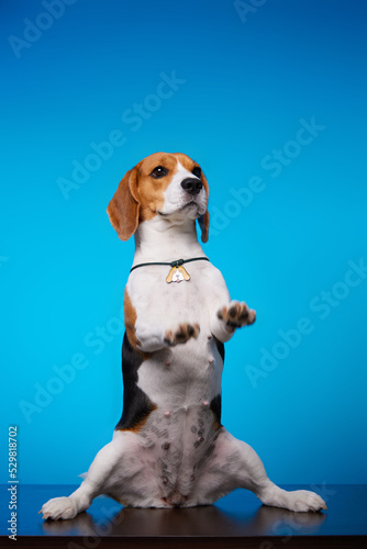 Fényképezés Cute beagle dog on his hind legs doing a trick on a blue background