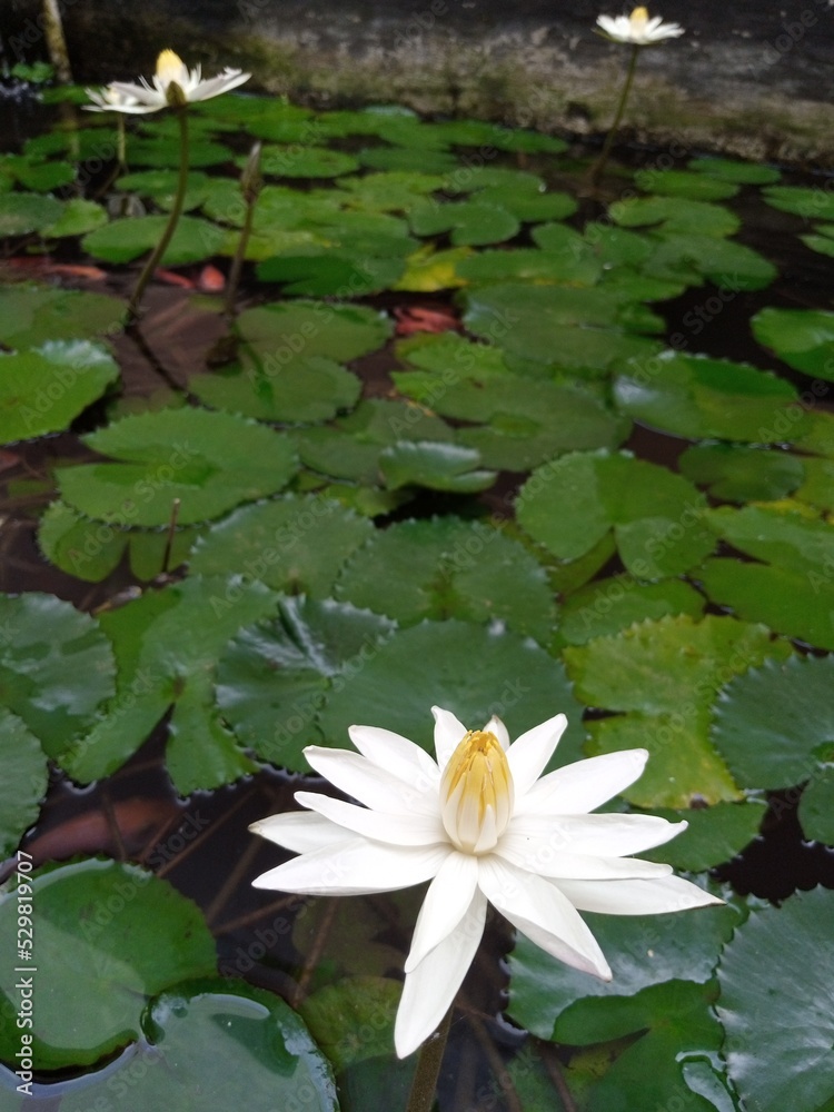white flower lotus, water plant lotus white flower lotus, water plant lotus