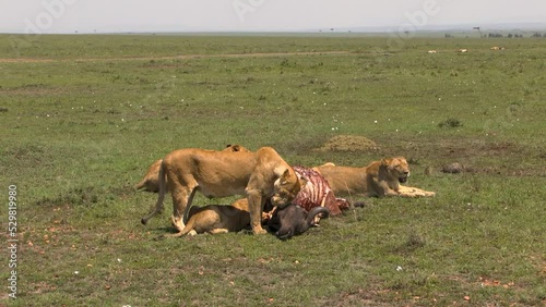 Loness feeding on a buffalo head, second lioness resting and panting photo