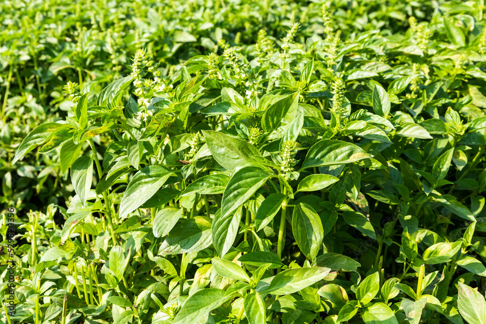Close-up of Green Basil leaves (Ocimum basilicum) in the farmland of Changhua, Taiwan. Close-up of Green Basil leaves (Ocimum basilicum) in the farmland of Changhua, Taiwan.