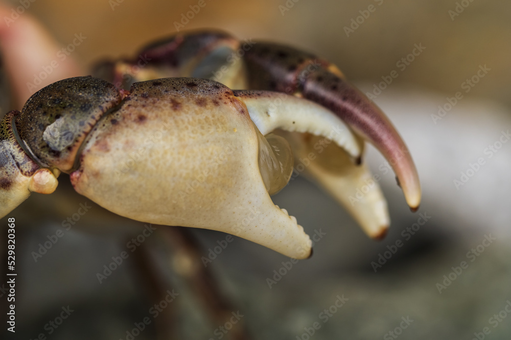 claw of a sea crab