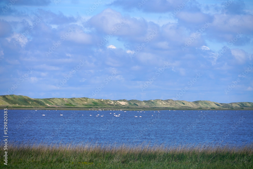 Brackish water lake with white waterfowl with high dune landscape near Thyborøn in Jutland, Travel, Nature in Denmark