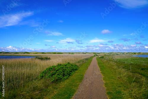 hiking trail along the beautiful dune landscape between Harboøre and Thyborøn at the North Sea and a brackish lake at a sunny summer day, holiday in Denmark, Lemvig, nature, tourism, travel