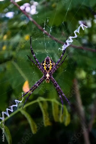 a fairly large spider with yellow and black gradations in its web against the blurry background of a dense garden