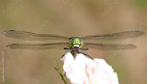 Close up of dragonfly aeshna 3 photo