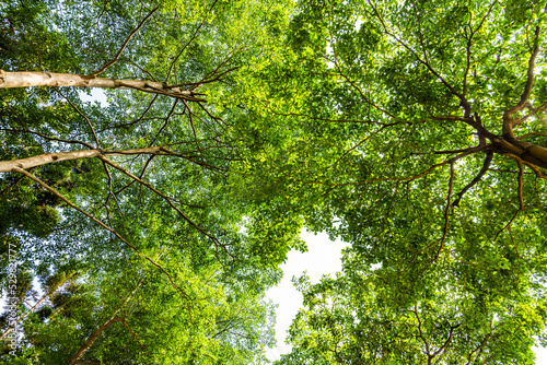 Low angle view of green trees with the blue sky background