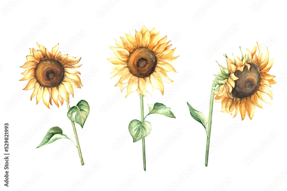 Obraz premium Watercolor set of hand drawn sunflower flowers