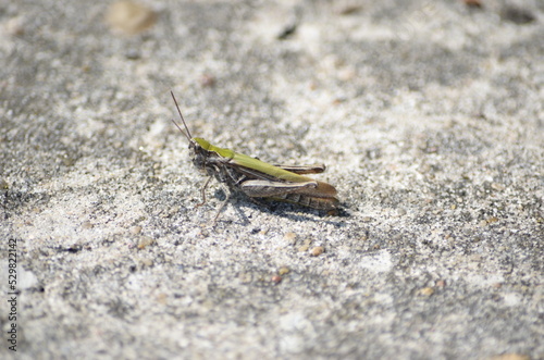 grasshopper on the ground © Максим Кондратюк