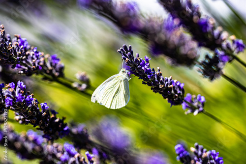 Schmetterling kleiner Kohlweißling auf dem Lavendel