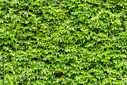 The texture of the green leaf wall as a background