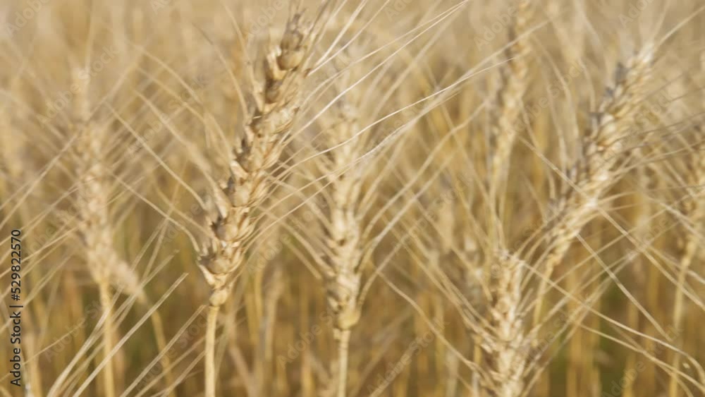 Golden wheat colossus with blue sky backgrond. 4k video footage in slow motion Golden wheat colossus with blue sky backgrond. 4k video footage in slow motion