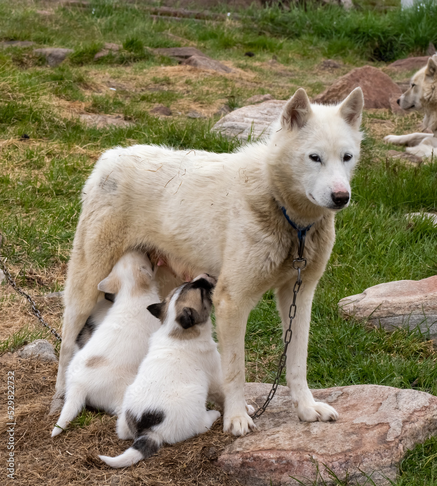 Chained Greenland Dogs in the settlement of Qeqertarsuaq, Disko Island, Western Greenland. The breed is strictly protected north of the arctic circle Chained Greenland Dogs in the settlement of Qeqertarsuaq, Disko Island, Western Greenland. The breed is strictly protected north of the arctic circle