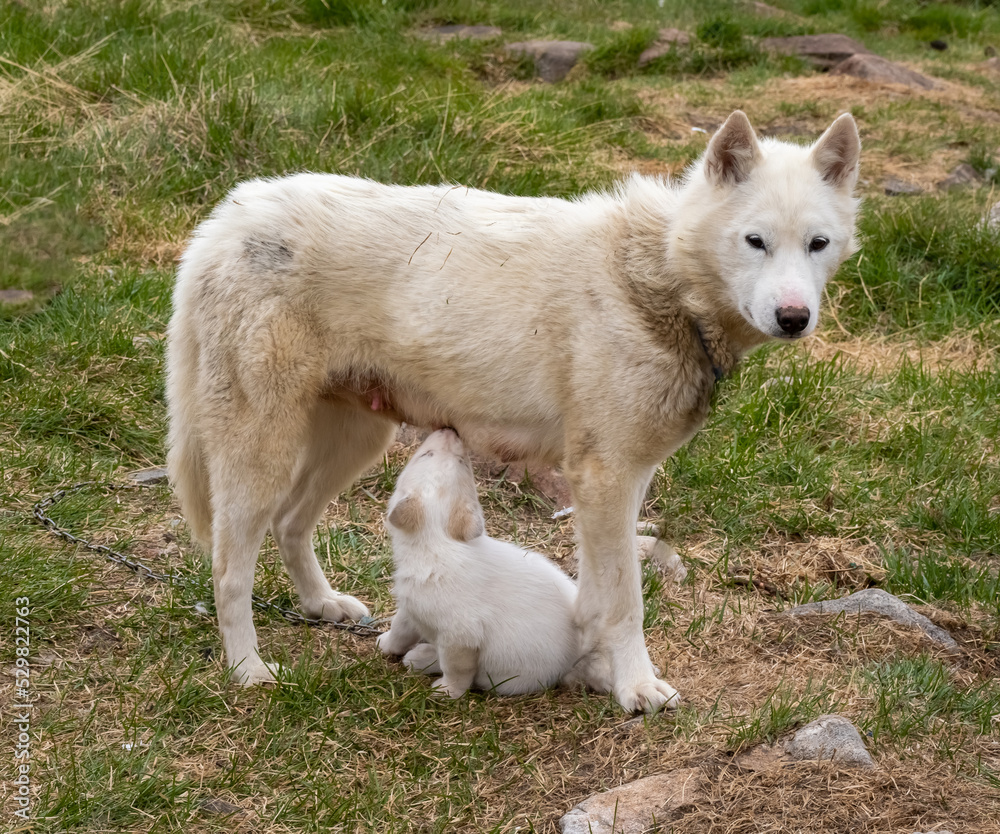 Obraz premium Greenland Dog mother feeding her cubs in he settlement of Qeqertarsuaq, Disko Island, Western Greenland. The breed is strictly protected north of the arctic circle