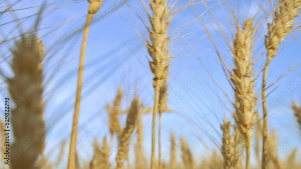 Golden wheat colossus with blue sky backgrond. 4k video footage in slow motion Golden wheat colossus with blue sky backgrond. 4k video footage in slow motion