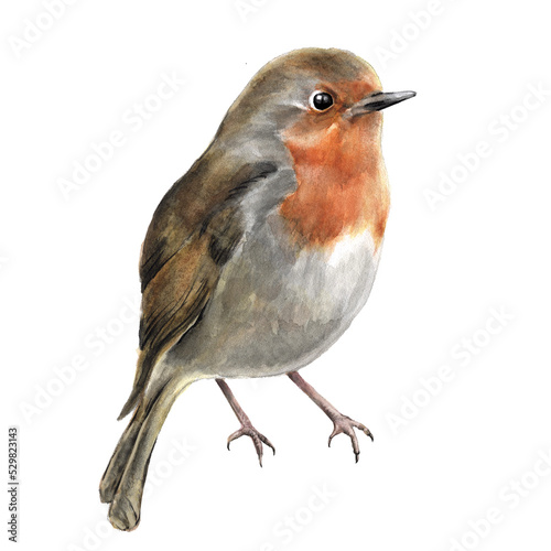 Photo Hand drawn watercolor bird robin