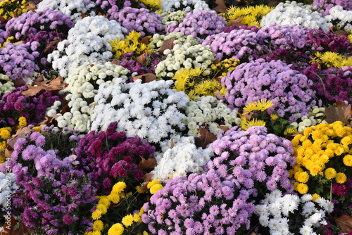 Massif de chrysanthèmes en automne