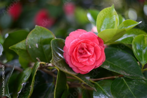 The camellia in the botanic garden