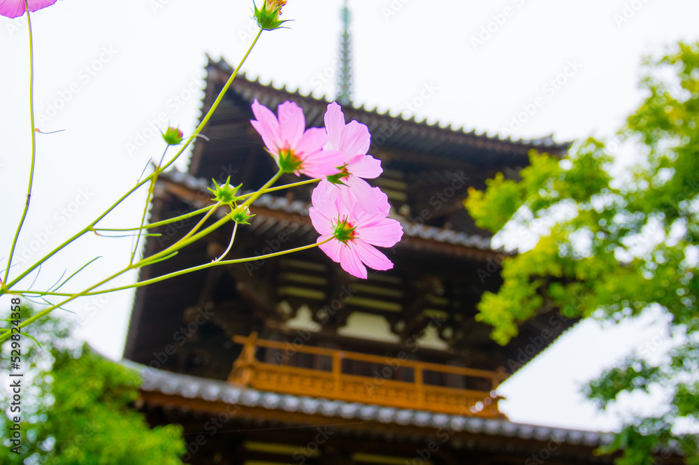 奈良法起寺のコスモス