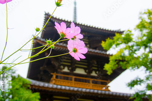 奈良法起寺のコスモス