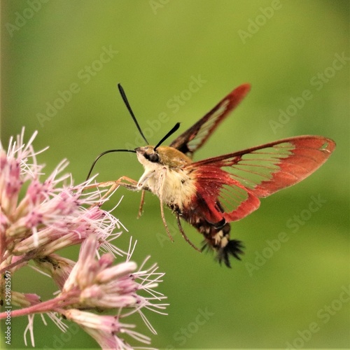 Pollinators are Precious Butterfly Moth