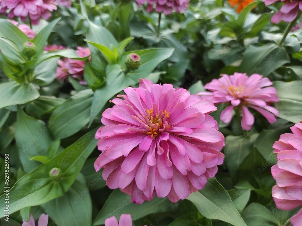 Fototapeta premium Common Zinnia or Zinnia elegans is one of the most famous flowering annuals of the genus Zinia